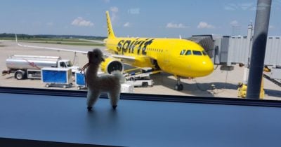 Google Buys Spirit Airlines