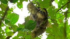 Dozens of Sloths Die Before Florida Attraction Opens, Raising ESG Concerns for Crypto Projects