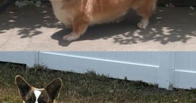 Corgi Files 41 New ETFs, Launches 50 Products in Single Week