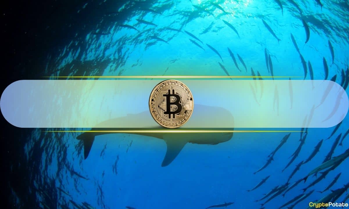 Биткоин опускается ниже $64 тыс., в то время как кошельки китов достигли шестимесячного максимума