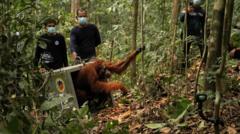 Rescued Orangutans Return to Borneo Wild as Fire-Ravaged Habitat Slowly Recovers