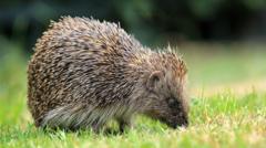 Satellites and AI Track UK Hedgehogs — Crypto Market Isn't Interested