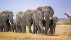 14 Elephants Found Dead in Southern Kenya, Urgent Inquiry Launched