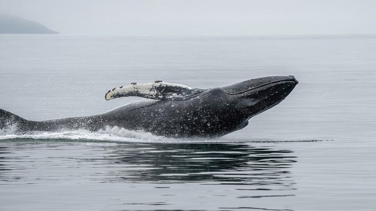 Ethereum Whale Sells $188M Before August Crash, Then Buys Back at 23% Discount