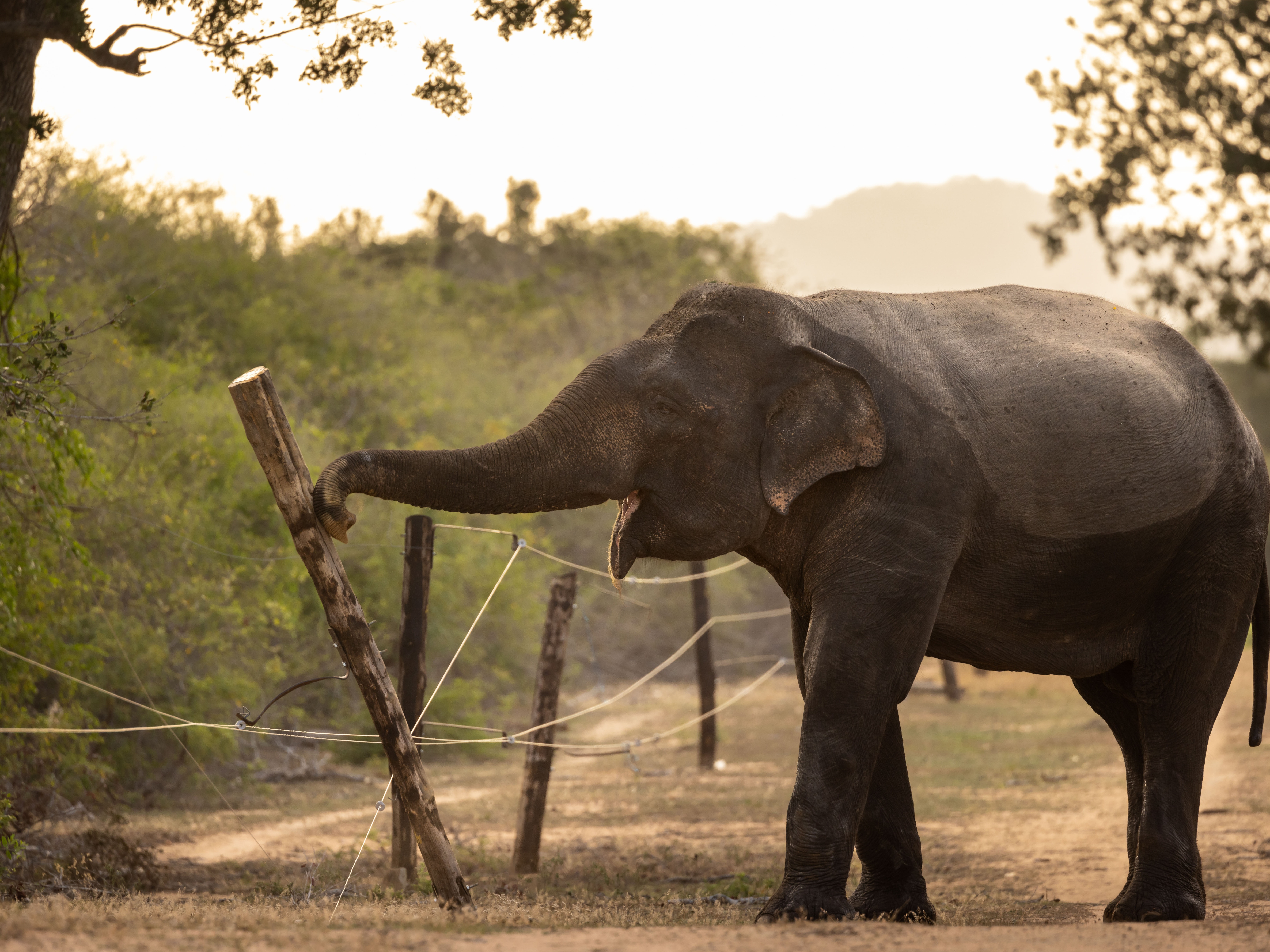 Sri Lanka's Human-Elephant Conflict Heats Up, Drawing Eyes to Blockchain Solutions