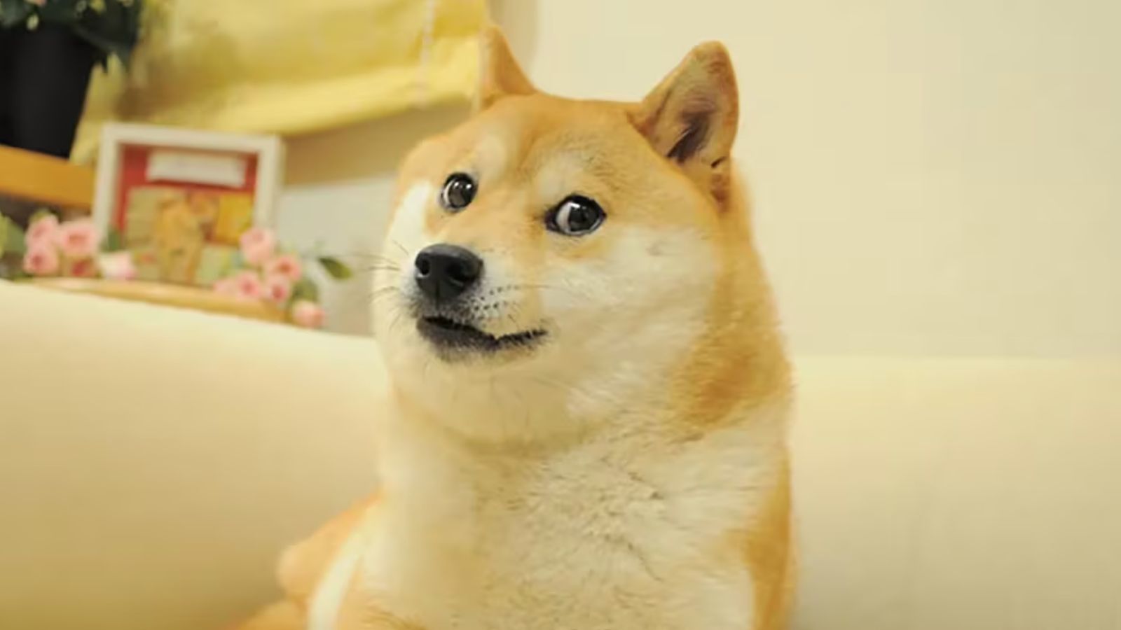 DogeOS Launches Public Testnet, Bringing EVM Smart Contracts to Dogecoin