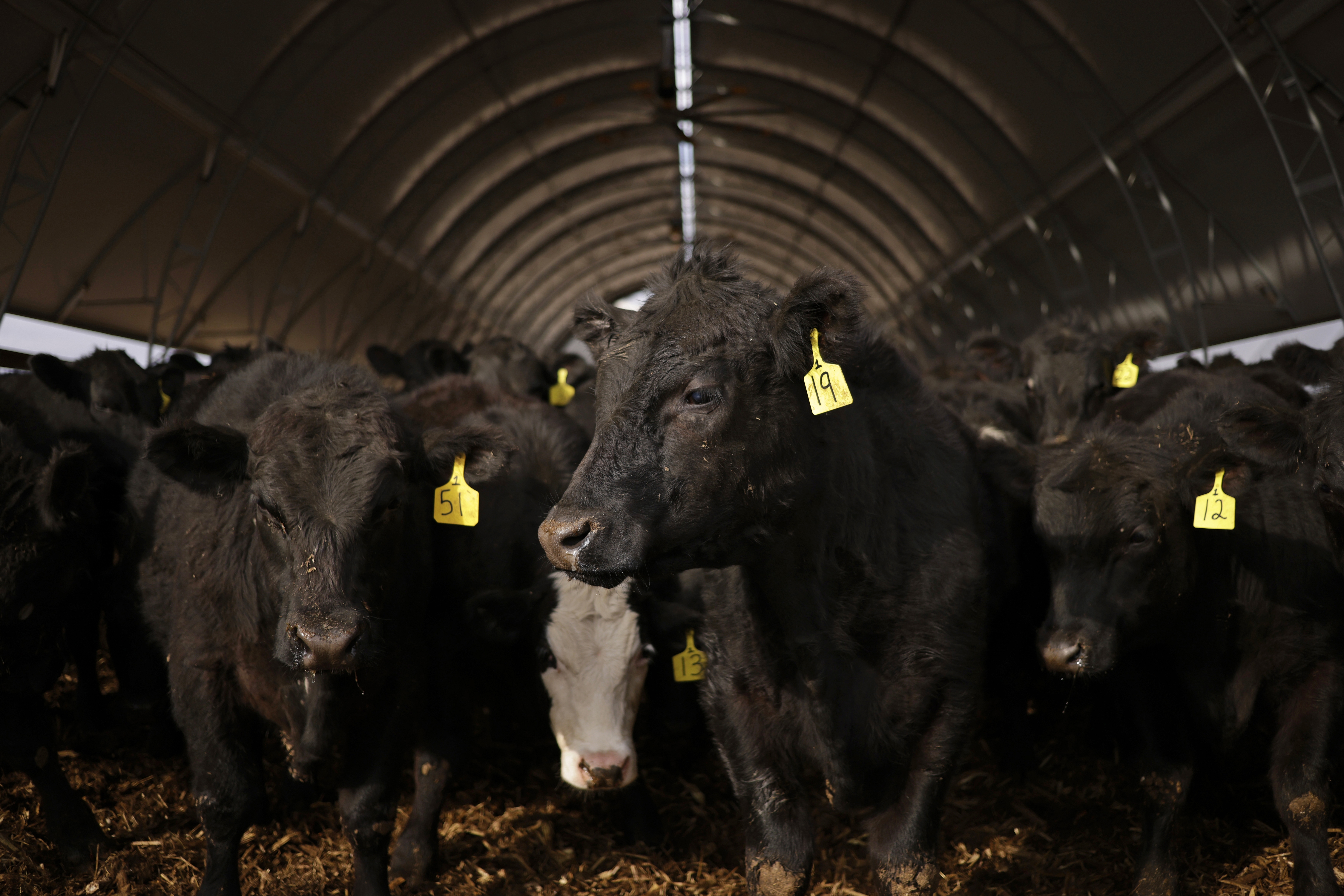 US Cattle Herd Shrinks to Lowest Since 1951, Adding Inflation Pressure That May Strengthen Bitcoin's Hedge Appeal