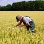 Wheat Freeze Damage Stirs Inflation Fears, Crypto Markets Watch