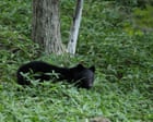 Bear Sighting Shuts 94 Schools in Japan as Crypto Market Sits in Extreme Fear