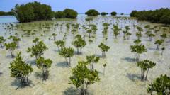 Mangrove Recovery Lifts ReFi Hopes as Crypto Market Sinks to Extreme Fear