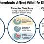 Study: Species-Specific Hormone Receptor Evolution Complicates Chemical Risk Assessment