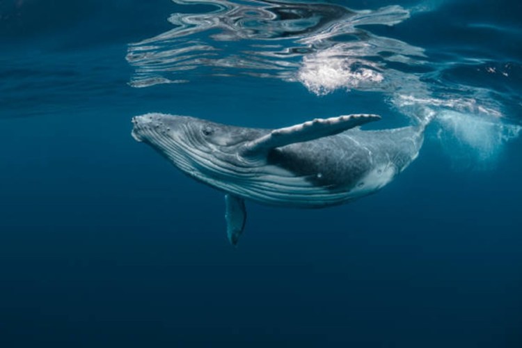 L'écart entre les baleines et les particuliers se creuse alors que les ETF enregistrent leur première sortie hebdomadaire au T2