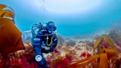 Natural History Museum Adds Ancient 'Pink Zebra' Seaweed to Collection