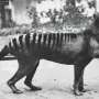 Thylacine Study Shows Tasmanian Tiger Hunted Alone, Not Like Wolves