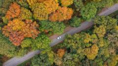 UK's Hottest Summer on Record Triggers 'False Autumn' as Trees Shed Leaves Early