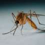 South Africa to Build Africa's First Mosquito Factory for Malaria Control