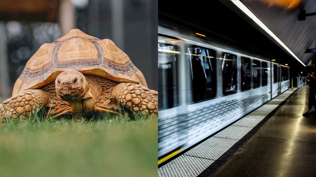 San Francisco Tortoise Becomes TikTok Star, and a Crypto Distraction