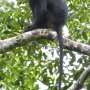 New Monkey Species in DRC Raises Regulatory Risk for Congo Basin Crypto Miners