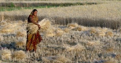 India Lifts Wheat Export Ban