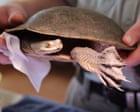 NSW Government Cut Environmental Water After Landholder Complaint, Turtles Returned to Dried-Out Gingham Hole