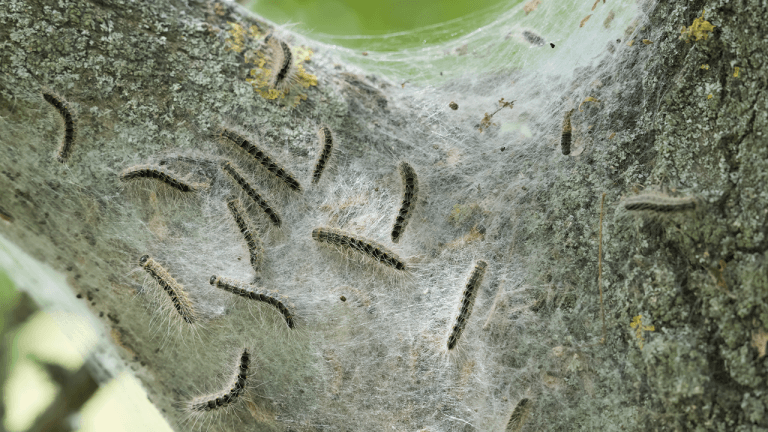 Oak Trees Delay Spring Budburst After Caterpillar Attacks, Study Finds