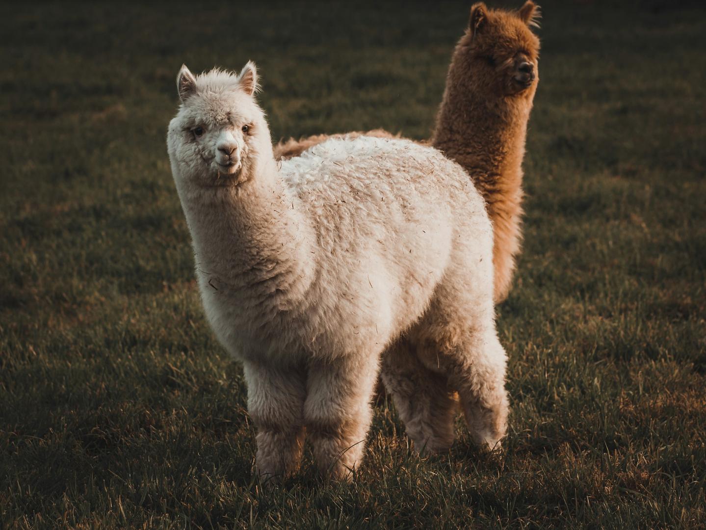 Alpaca Raises $135M to Build Out Tokenized Stock Rails