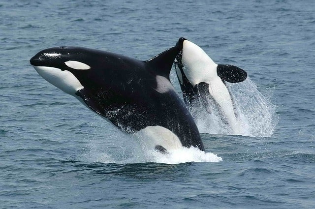 Report finds Bitcoin, Ethereum and XRP whales adding positions even as prices hover near realized va