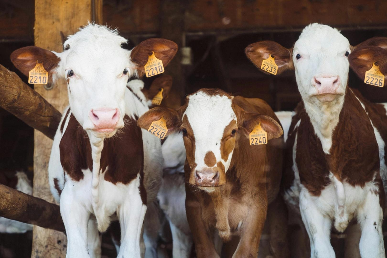 Brazilian Farmers Tokenize Dairy Cows to Bypass Bank Lending Limits