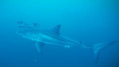 Mediterranean Great White Shark Sighting Becomes Crypto Market Distraction