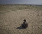 Urban Job Seekers Flood Inner Mongolian Shepherd Job Posting Amid Employment Squeeze