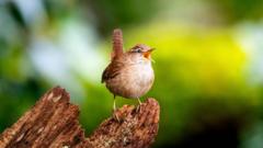 Scientists Uncover Surprisingly Simple Acoustic Secret Behind All Birdsong