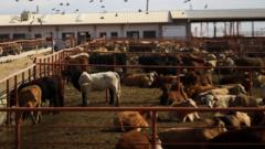 Texas Screwworm Disaster and Canada Ban Add to Macro Gloom, but Crypto Extreme Fear May Signal Contrarian Opportunity
