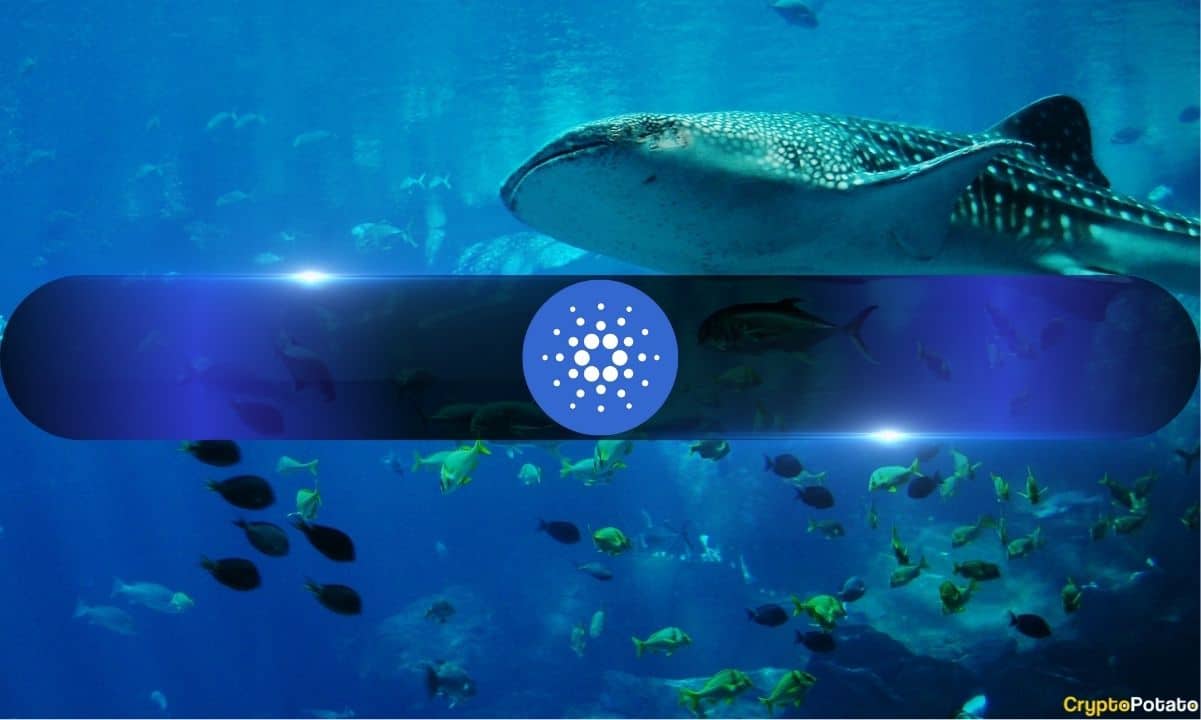 Cardano Whales Gobble Up Record Share of Supply as ADA Sheds 30% in 2026