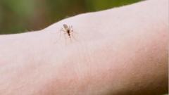 DC Mosquito Release Has Zero Crypto Relevance — Traders Should Ignore the Noise