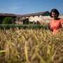 Italian Farmer Returns a Third of 400-Year-Old Rice Fields to Marshland