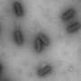 38 Trillion Bacteria Live in Your Body — and Only a Few Are the Problem