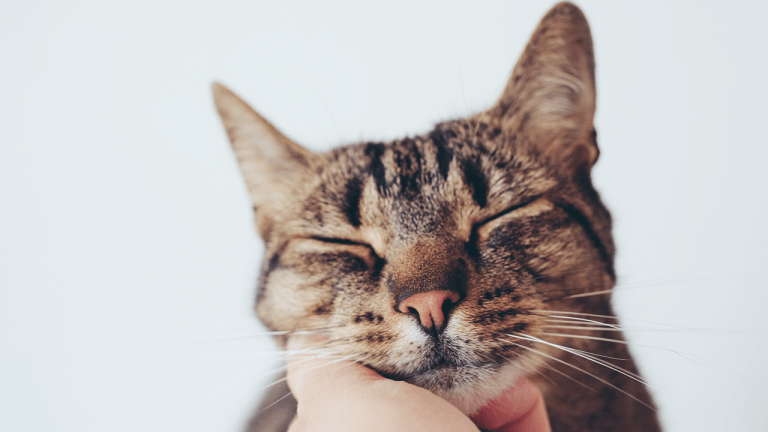 Study Finds Cats Embed Hidden Cry-Like Frequency in Food-Soliciting Purrs