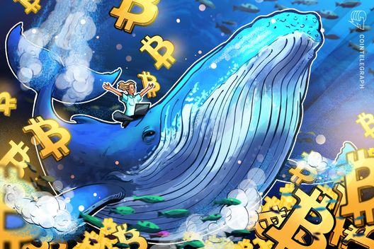 Bitcoin Whale Holdings Hit Five-Month High as Institutions Ramp Up Accumulation